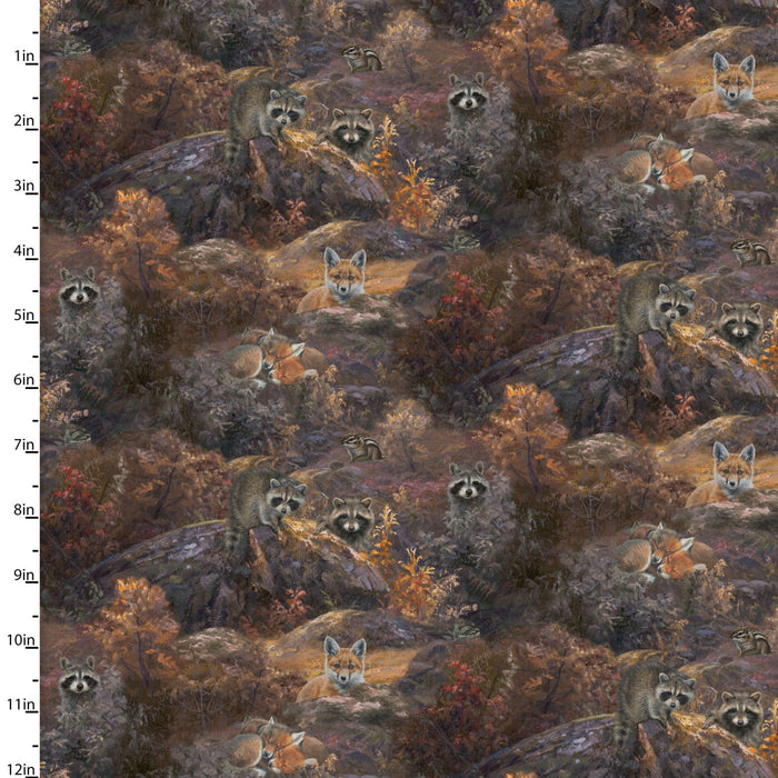 Whitetail Country - Raccoons