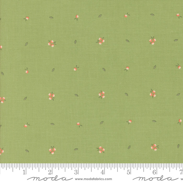 Abloom - Little Sprout Cucumber