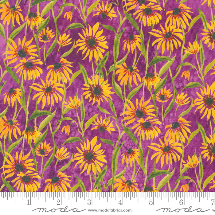 Floribunda - Blackeyed Suzie Q Violet