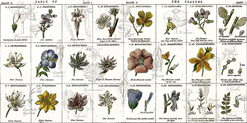 Sewing Seeds III - Flower Classes White