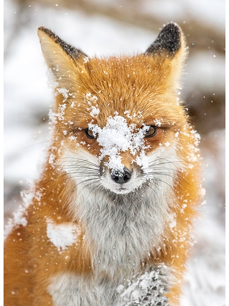 Call of the Wild Panel - Fox