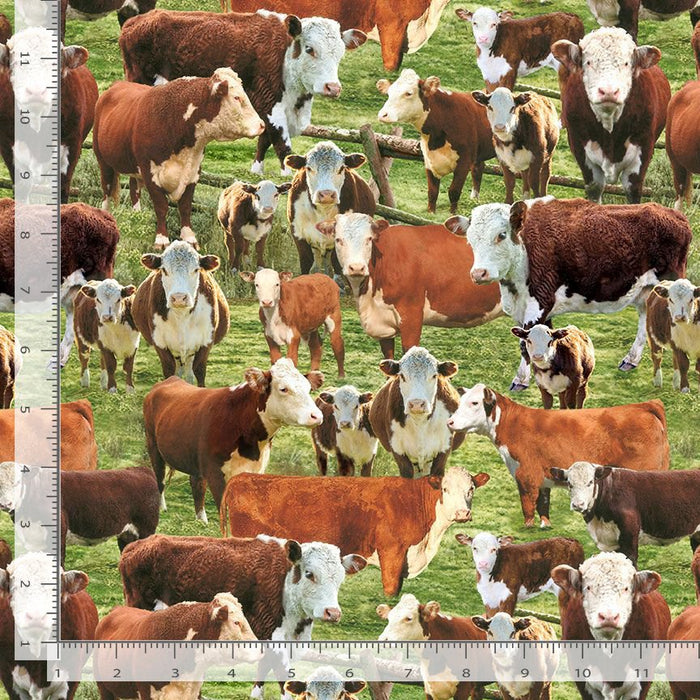 Home on the Range - Hereford Cows in a Corral