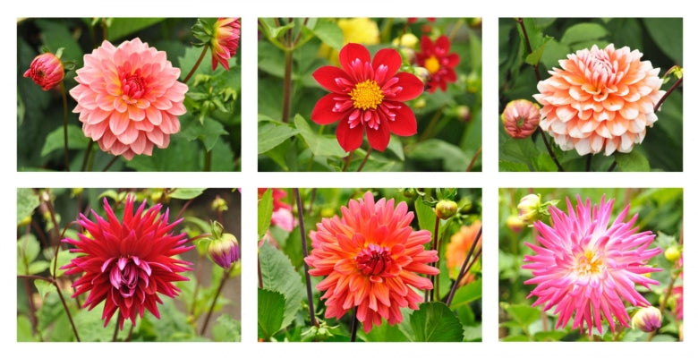 Just Dahlias Digital Print Panel - Flowers White