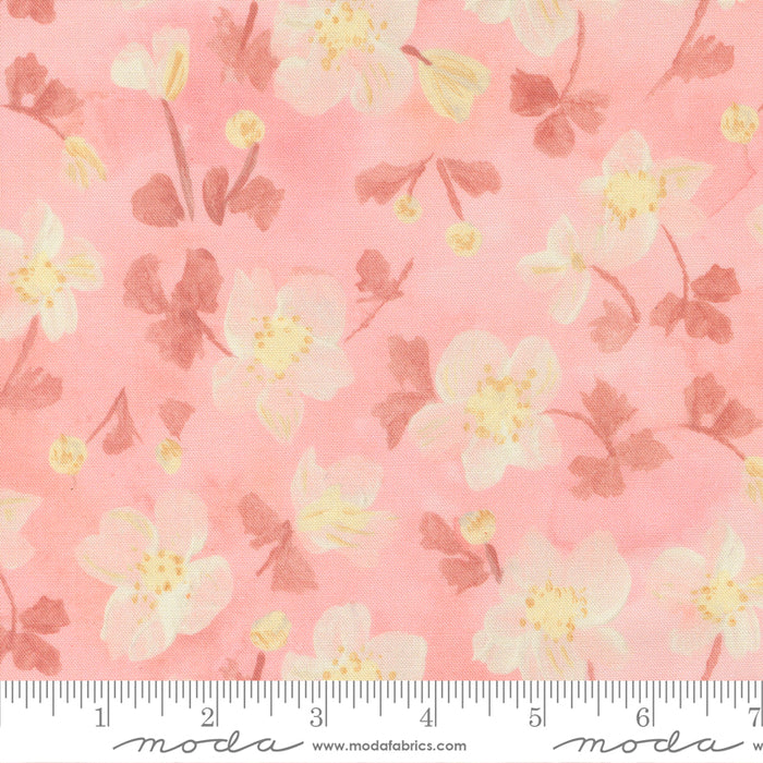 Sweet Cecily - Anemone Rose