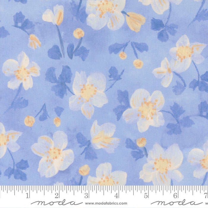 Sweet Cecily - Anemone Hyacinth