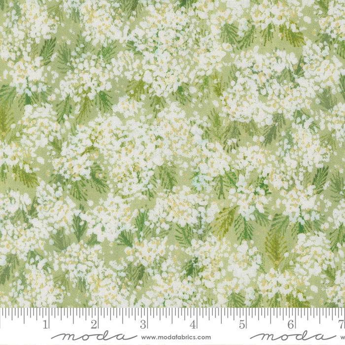 Sweet Cecily - Queen Anne Bud