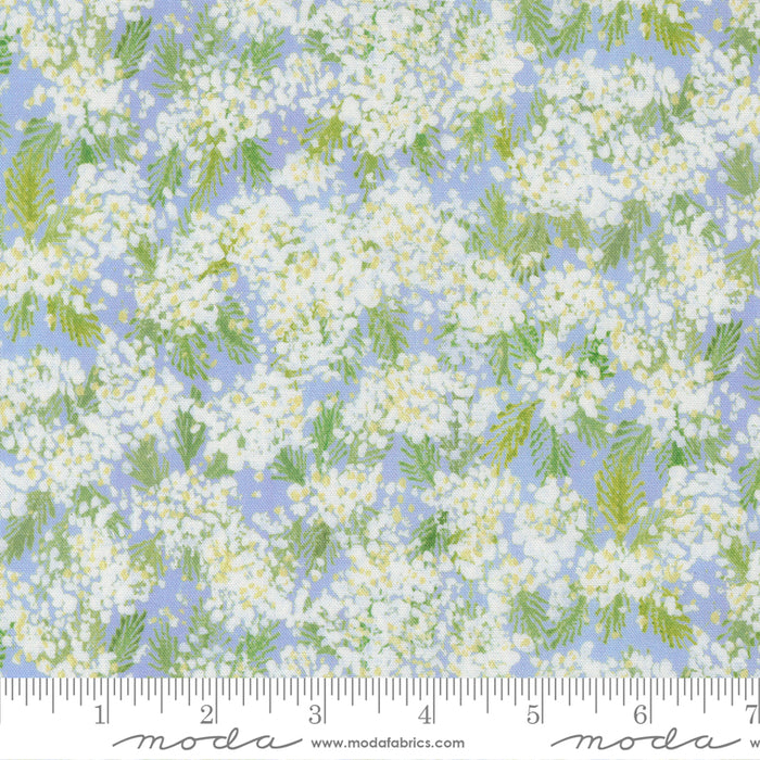 Sweet Cecily - Queen Anne Hyacinth