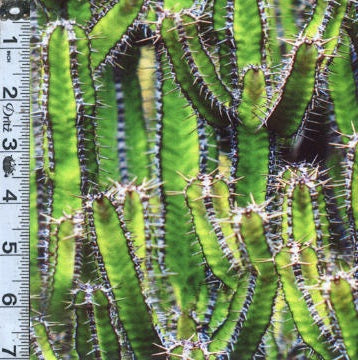 Natures Narratives Digital Print: Desert Destination Cactus Lime